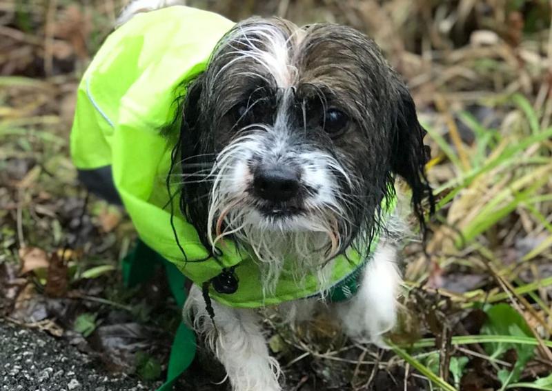 Animal Hospital Inc Willoughby Hills veterinarians